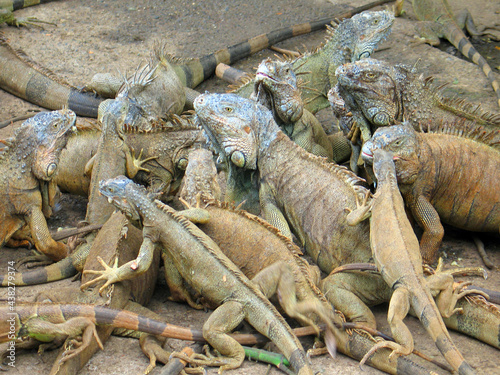 Valokuva Iguana pile on the island of Roatan