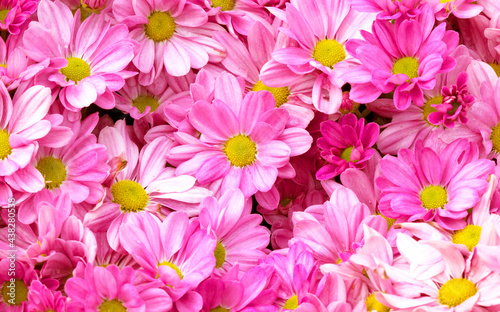 Pink flowers beautiful background