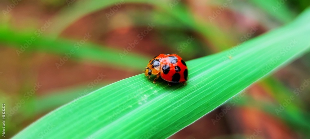 Name of insects, beetles in the family Chrysomelidae The body is stout, oval, the hind part is silver and gold depending on the genus The wings are hard, clear, curved convex like a turtle's back Name of insects, beetles in the family Chrysomelidae The body is stout, oval, the hind part is silver and gold depending on the genus The wings are hard, clear, curved convex like a turtle's back