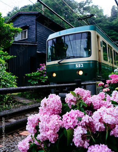 江ノ電と紫陽花