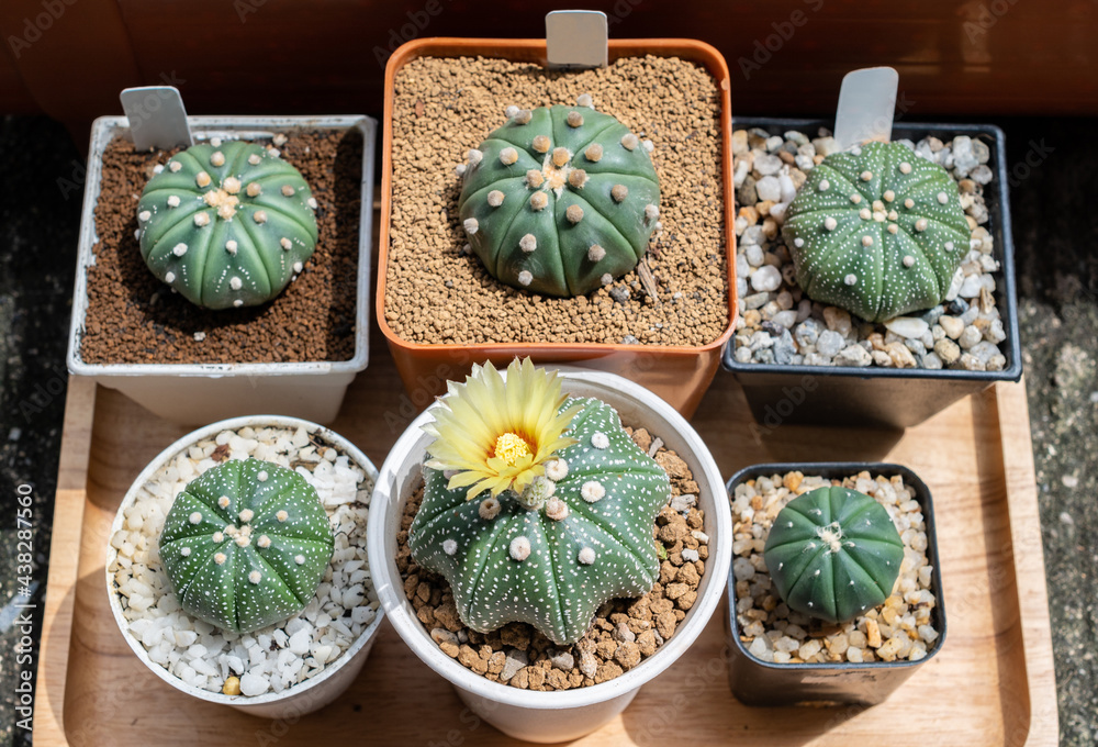 Top view of Astrophytum asterias cactus collection absorbing sunlight. Astrophytum is a genus of cacti. Its species are also known as Star Cactus.