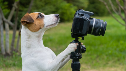Dog jack russell terrier takes pictures on camera on a tripod outdoors.