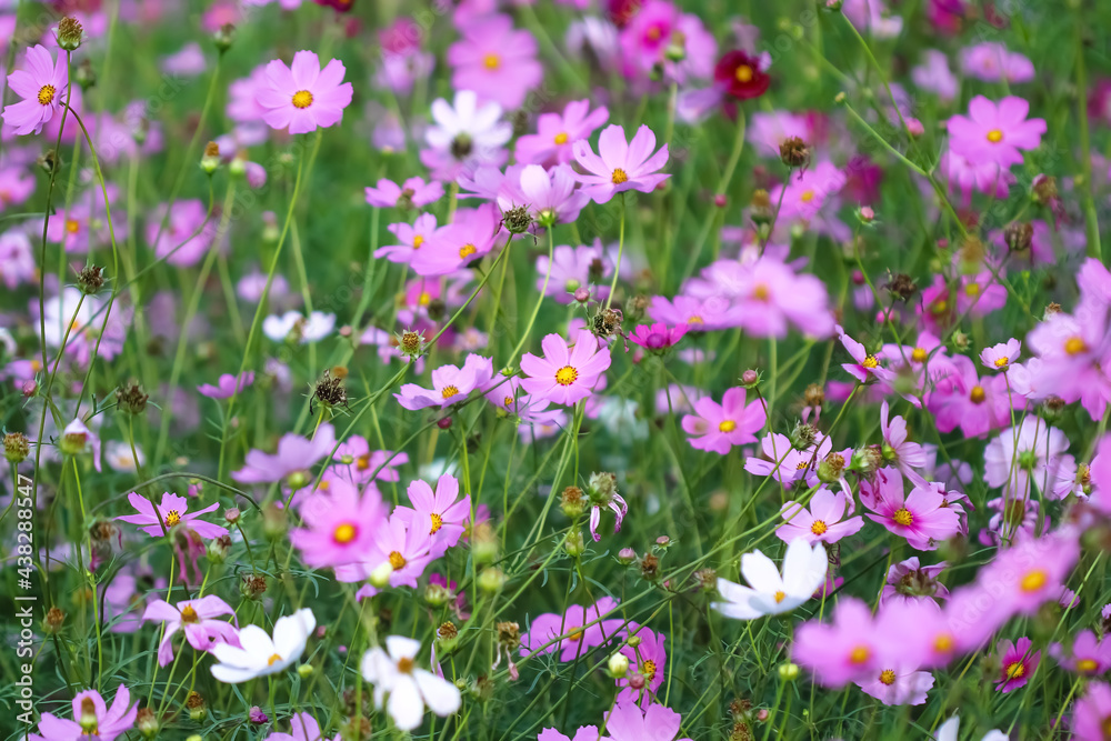 Blossom background of pink cosmos field close up nature