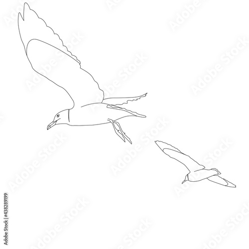 Illustration of two seagulls flying in the sky (white background, vector, cut out)
