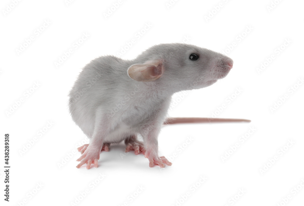 Small fluffy grey rat on white background Small fluffy grey rat on white background