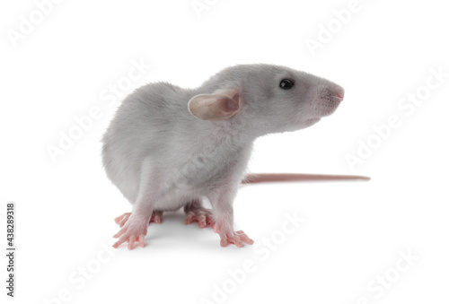 Small fluffy grey rat on white background