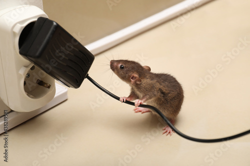 Small brown rat with electric wire near socket on floor