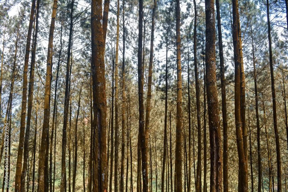 forest in the morning. Panorama of foggy forest. Spooky looking woods in a misty day