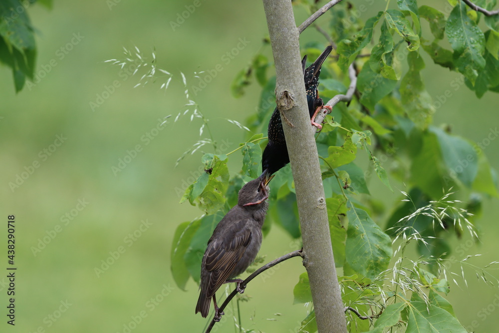 Parent starling feeding a worm to a juvenile starling Parent starling feeding a worm to a juvenile starling