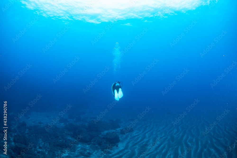 Fototapeta premium 八丈島 Hachijo Island sea ダイビング