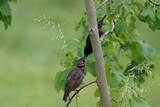 Parent starling feeding a worm to a juvenile starling