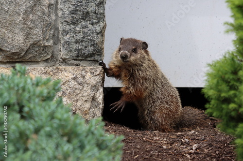 Young woodchuck pup leaning on a stone pillar