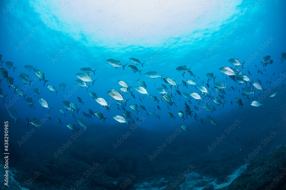 Fototapeta premium 八丈島 Hachijo Island sea ダイビング 魚群