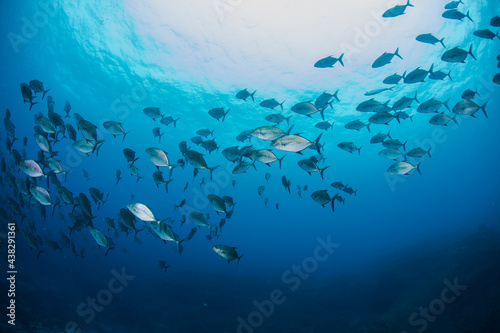 八丈島 Hachijo Island sea ダイビング 魚の群れ 海 水中 太陽