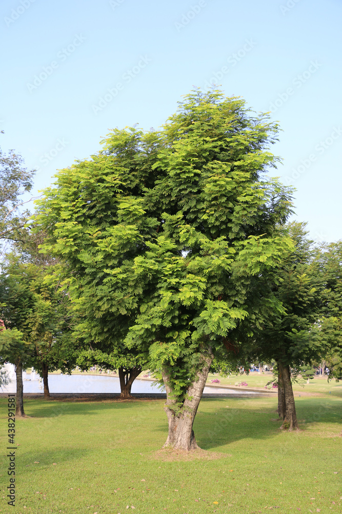 Fototapeta premium tree in park