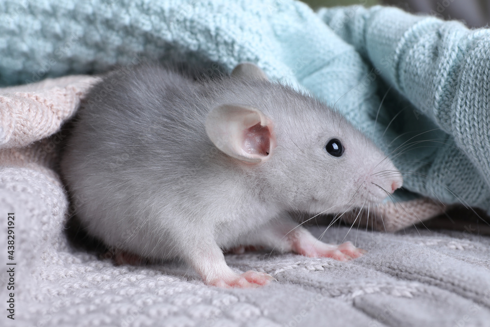 Cute small rat wrapped in knitted plaid, closeup Cute small rat wrapped in knitted plaid, closeup