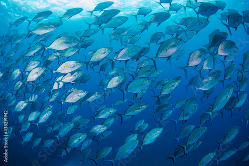 綺麗な魚 八丈島 青い海 Hachijo Island sea ダイビング 魚の群れ 水中 ナンヨウカイワリ School of fish
