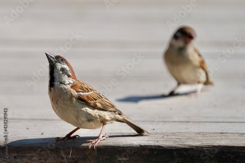 sparrow on the perch © Matthewadobe