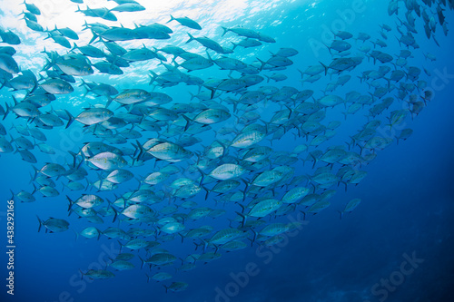 School of fish Diving