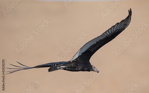 young turkey vulture crossing the desert