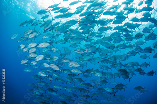 scuba diving 八丈島 青い海 Hachijo Island sea ダイビング 魚の群れ 水中 ナンヨウカイワリ School of fish 