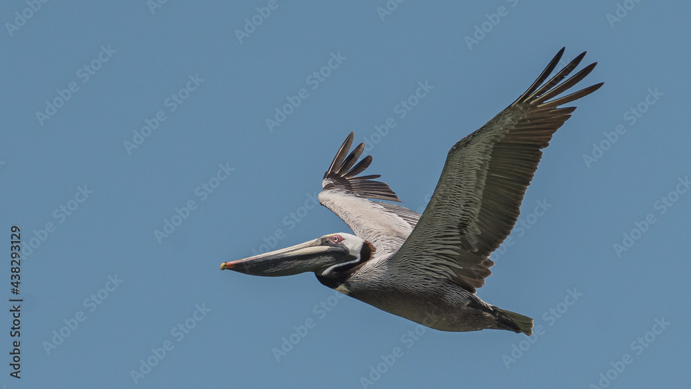 Obraz premium flying brown pelican crossing the sky