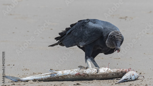 black vulture feasting on fish