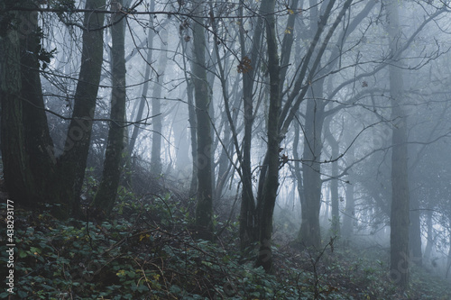 A moody misty autumn woodland, with light coming through the trees