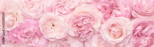 Flowers composition. Rose flower petals background.