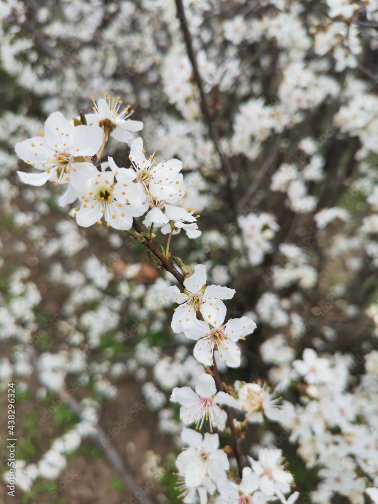 cherry tree blossom