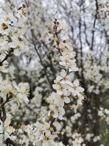 blooming tree