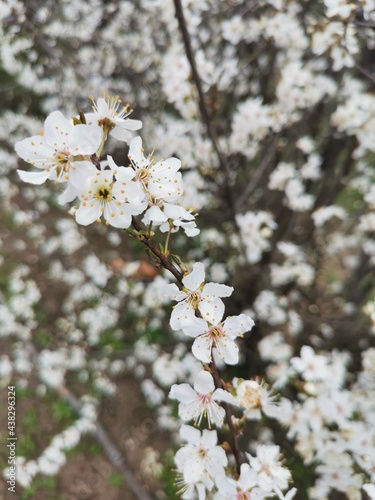 cherry tree blossom