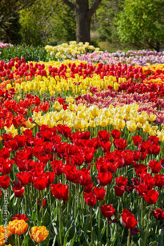 Layers of colorful tulips in full bloom on a perfect day in May