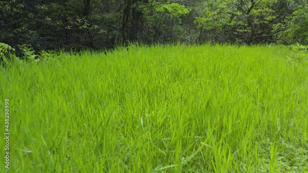 Old Abandoned Rice Field in the countryside of Tottori, Japan