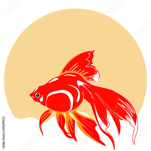 fish on a white background. This goldfish is beautiful in the fish pond during the full moon.