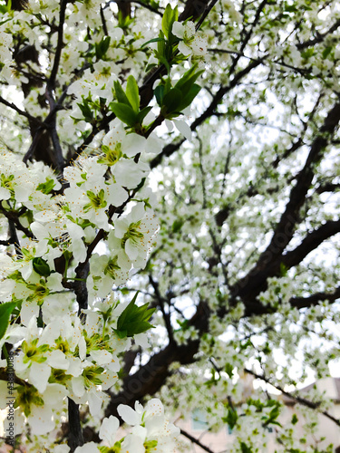 Plum fruit tree blossom