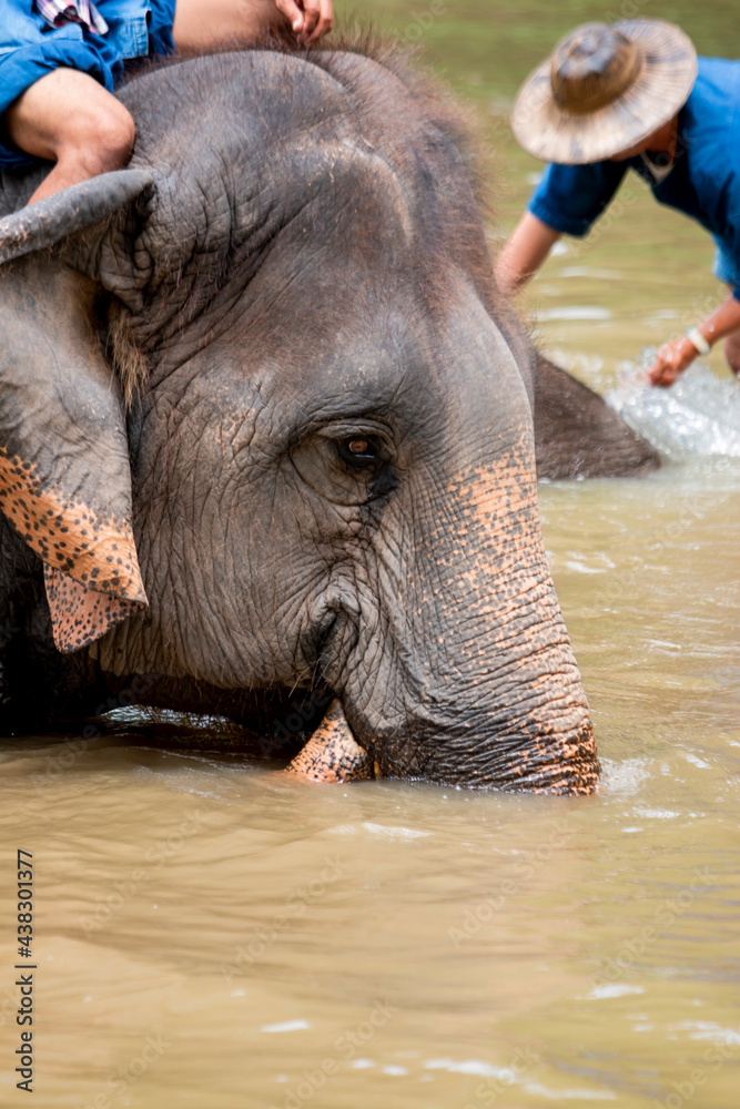 Fototapeta premium Asian elephant species In the conservation center of Thailand