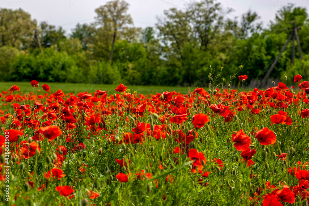 Summer landscape with red poppies on a wheat field Summer landscape with red poppies on a wheat field