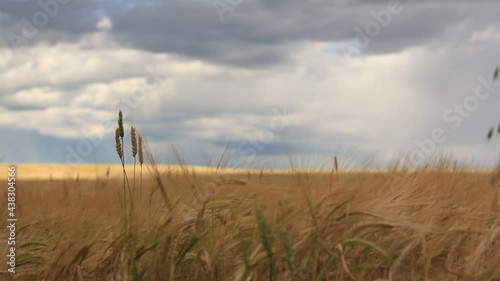 wheat field and blue sky