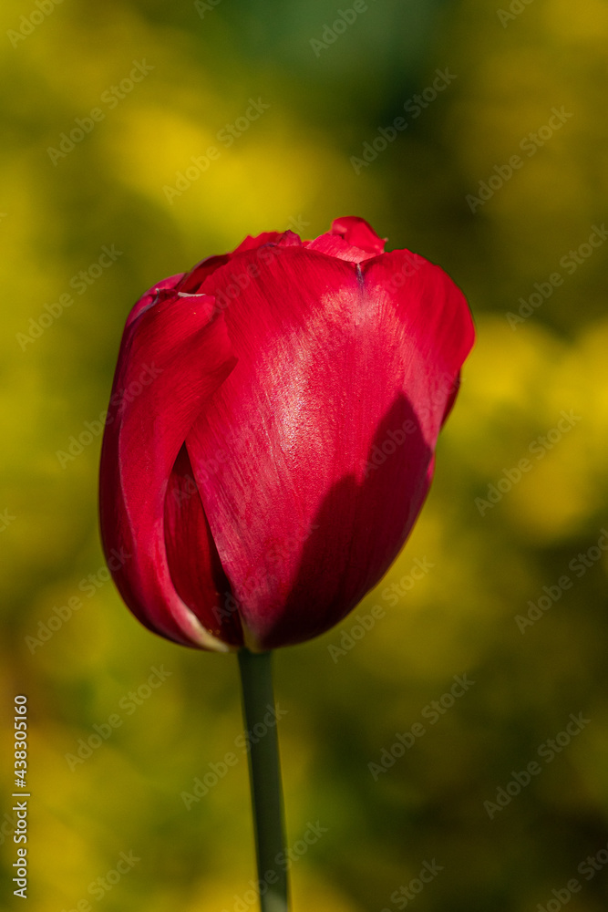 close up of an isolated beautiful red tulip flower bud with blurry green background close up of an isolated beautiful red tulip flower bud with blurry green background