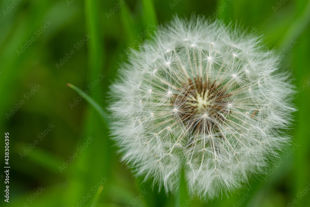 Fototapeta premium close up of a ball-shaped fluffy white dandelion flower isolated from the green background