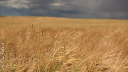 golden wheat field