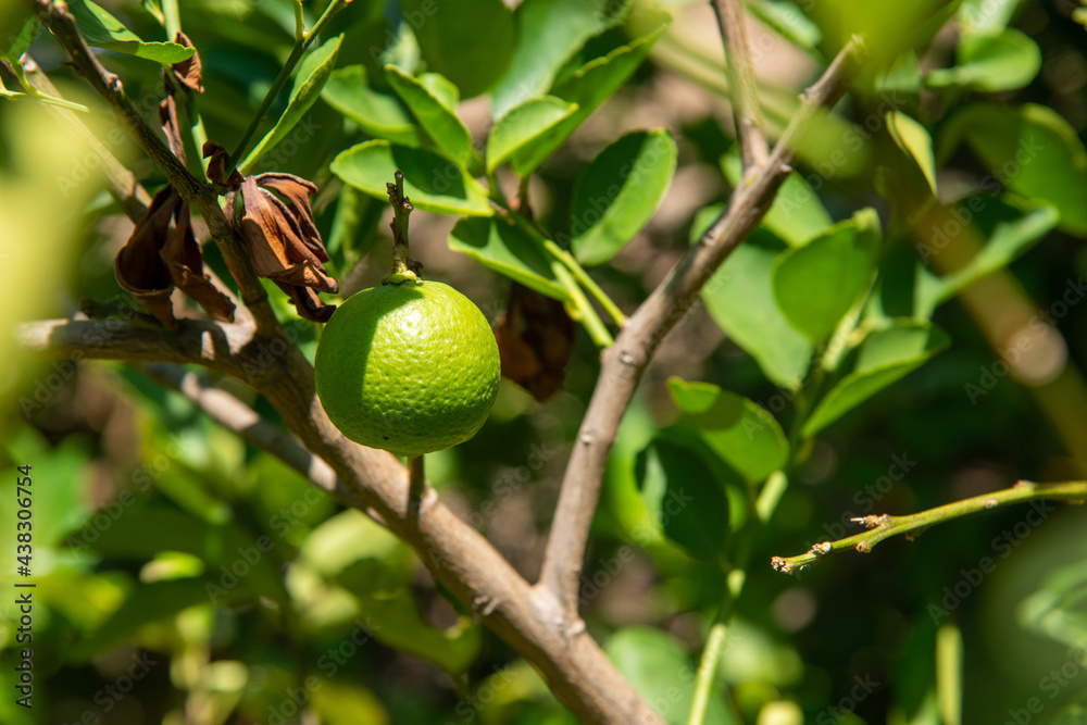 fresh shiny lime hanging on tree in left side of frame with sunny day weather stock photo
