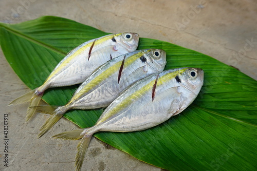 Fresh yellowstripe Scad fish isolated on the leaf green background photo