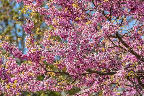 beautiful pink cherry flowers blooming over the branch in the park on a sunny day