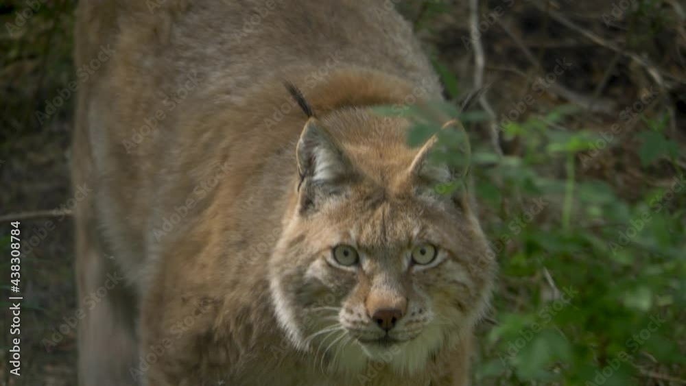 Slow-motion of Scandinavian lynx sneaking on prey - close up tracking shot in 4k Slow-motion of Scandinavian lynx sneaking on prey - close up tracking shot in 4k