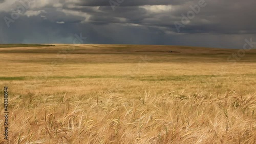 wheat field in a storm
