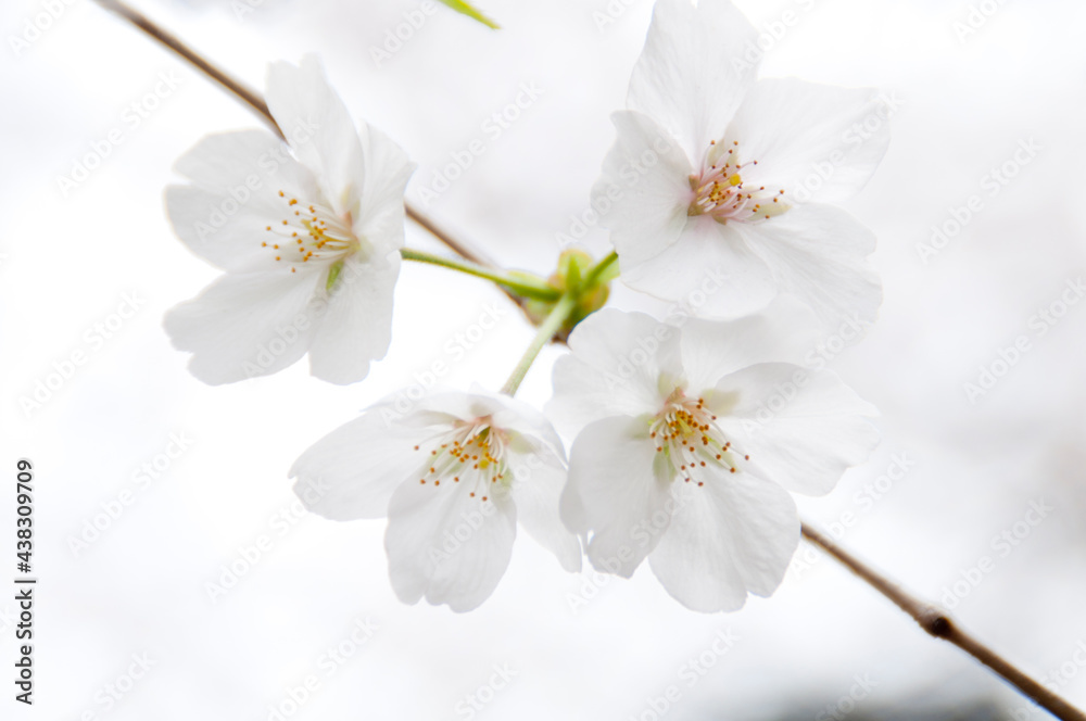 春の桜 春の桜