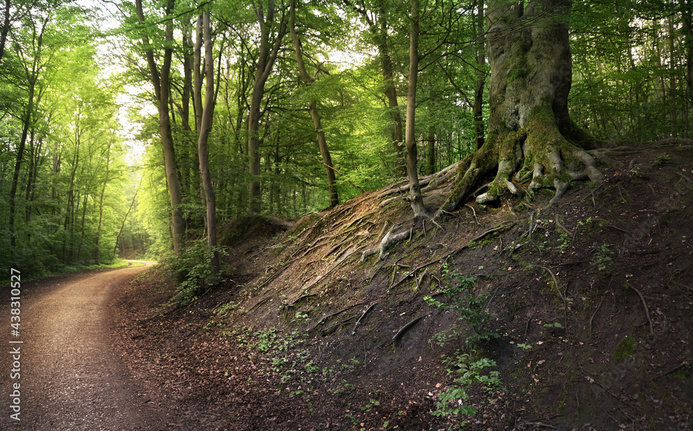 Fototapeta premium morgens im Wald