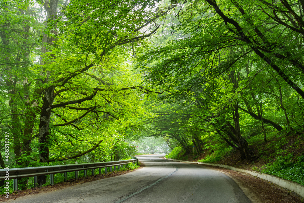 Obraz premium Sabaduri forest in summer, a beautiful place in the north of Tbilisi